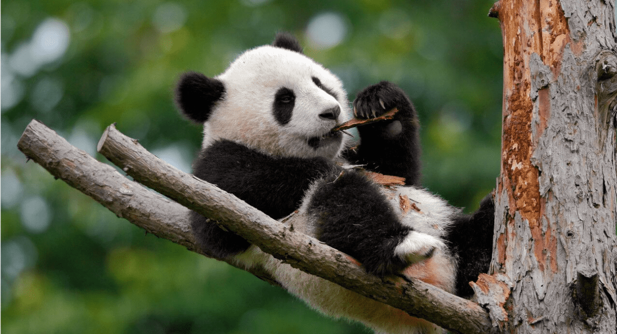 Panda Volunteer Program.png