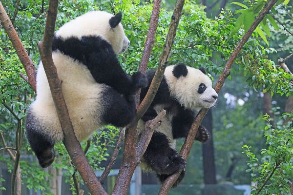 Beautiful Sichuan.jpg