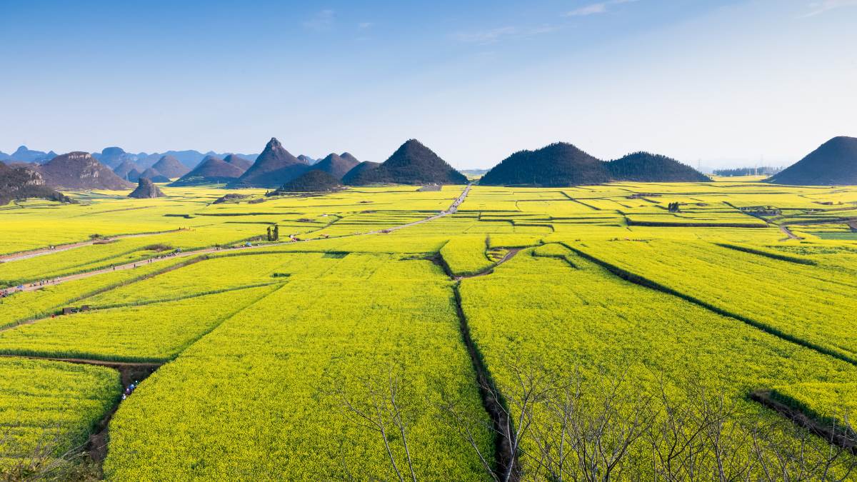 Colorful Yunnan&Guizhou: Kunming&Luoping&Xingyi&Haunguoshu&Xijiang 8D tour