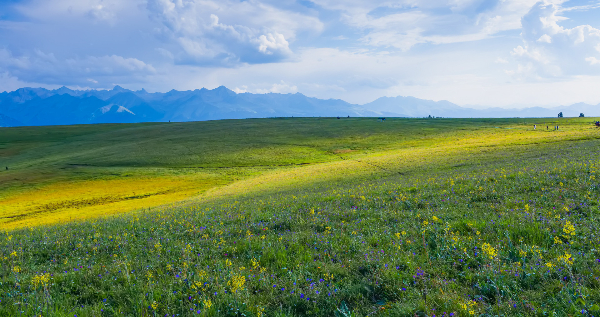 Kalajun grassland.jpg