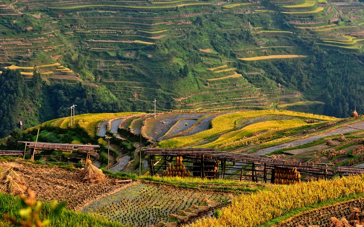 Jiabang Rice Terrace.jpg