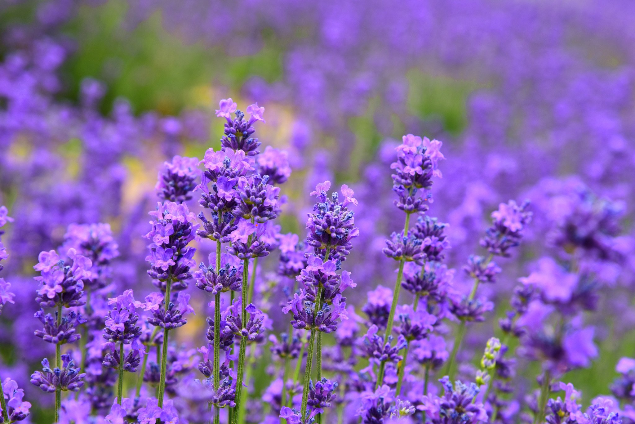 lavendar.jpg