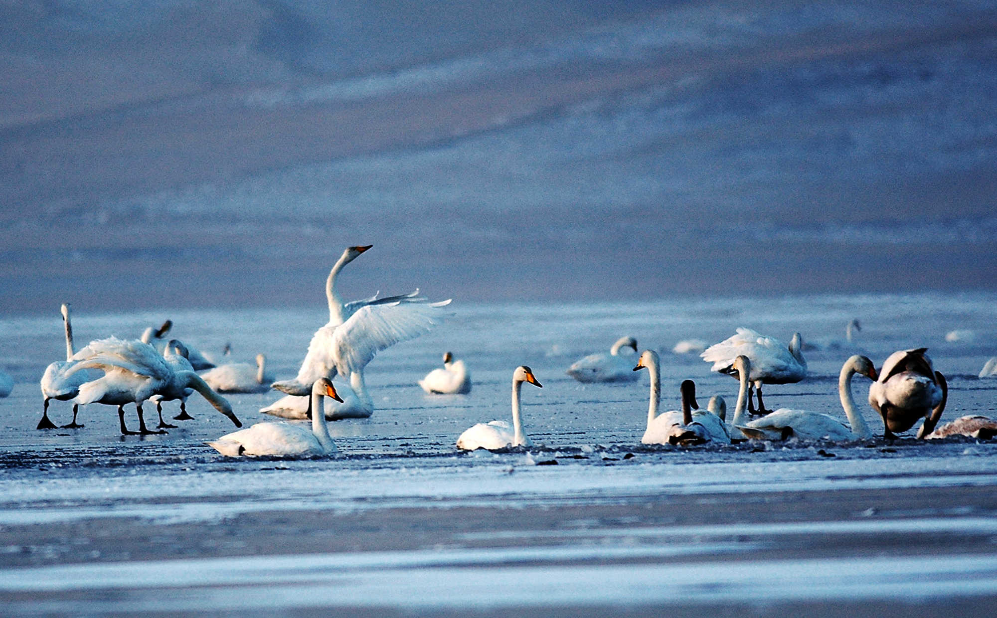 Qinghai Lake.jpg