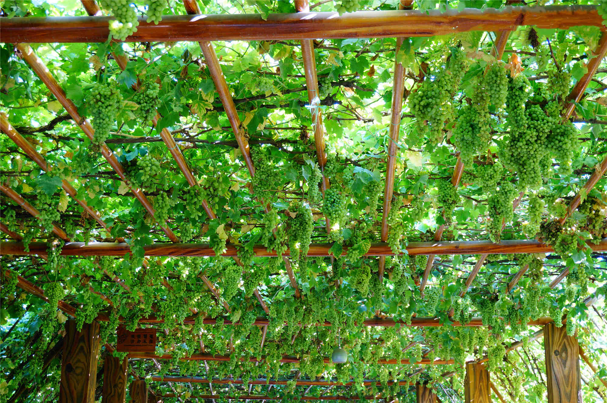grape valley2_.jpg