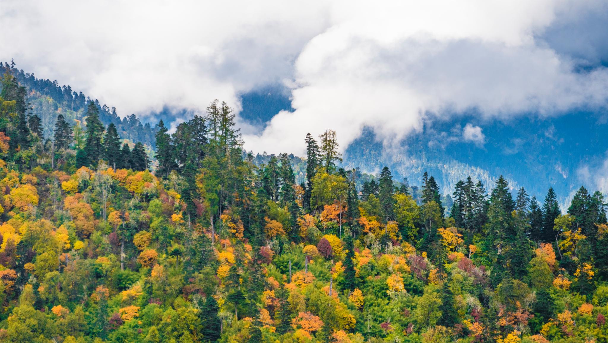 Lulang Forest 4.jpg