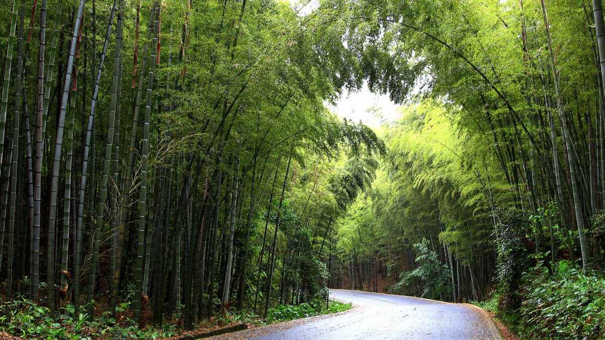 Shunan Bamboo sea 4.jpg