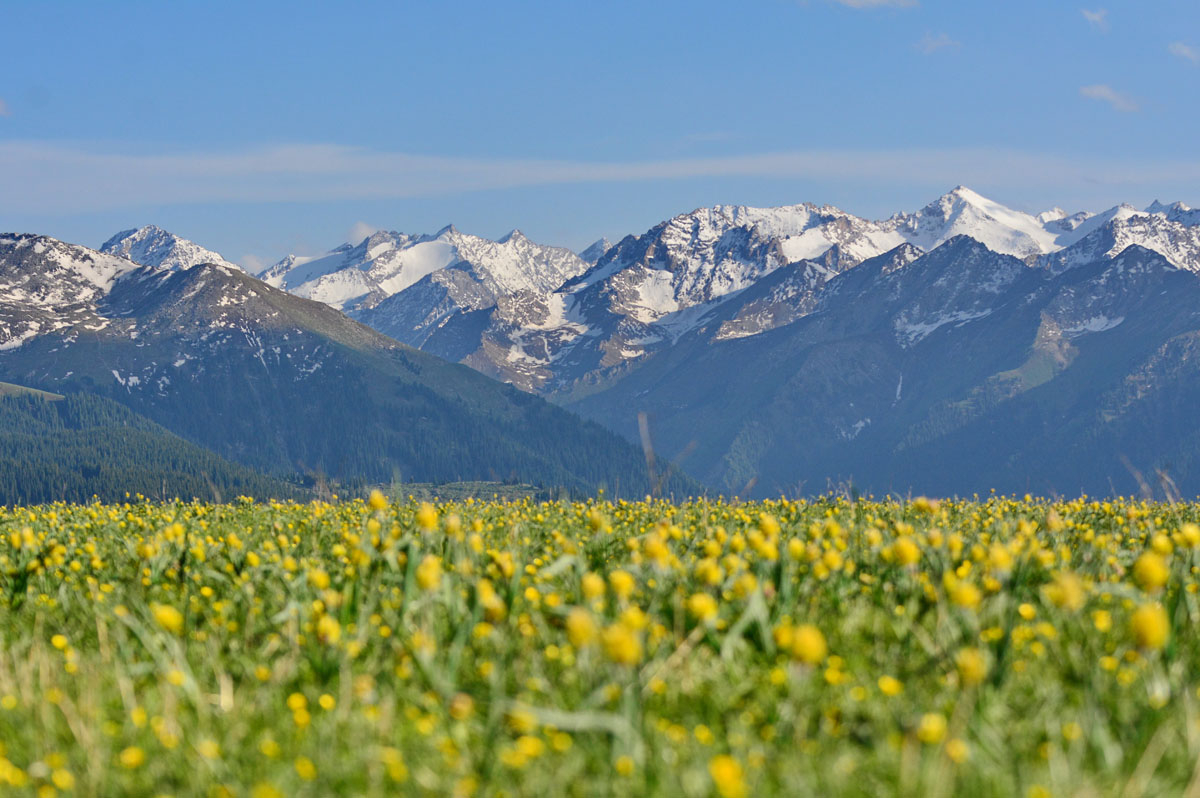 Meet with the most beautiful grasslands in Xinjiang: Sayram lake&Zhaosu&Bayanlulak&Duku highway 12D tour