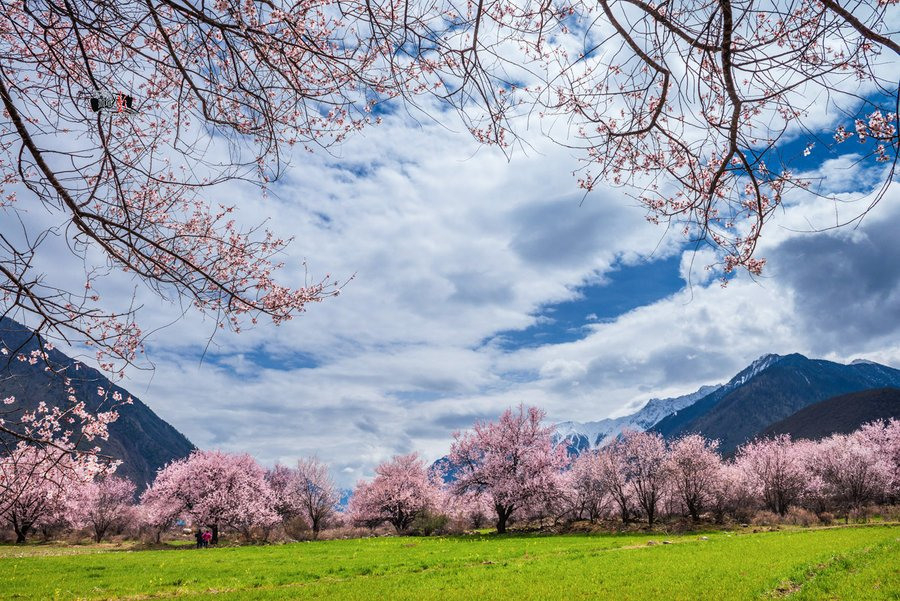 The most beautiful land of peach flower blossom in Nyingchi Tibet