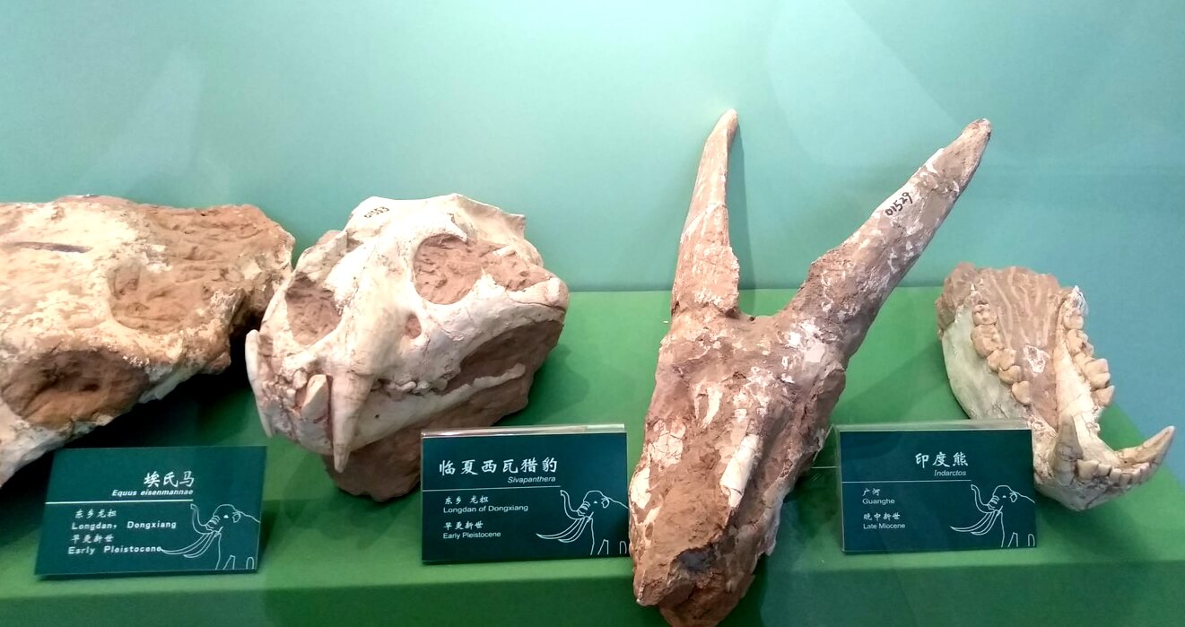 Gansu Museum 3 (1).jpg