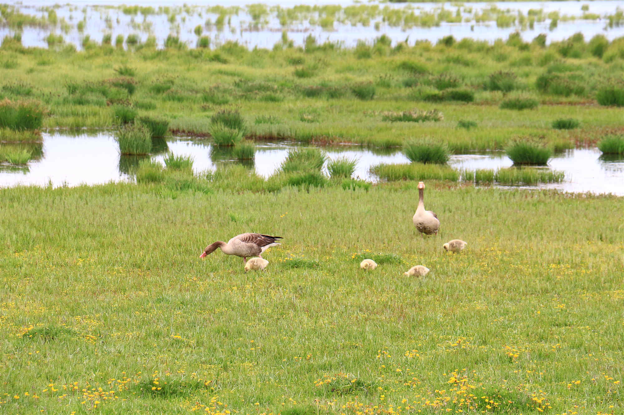Flower lake.jpg