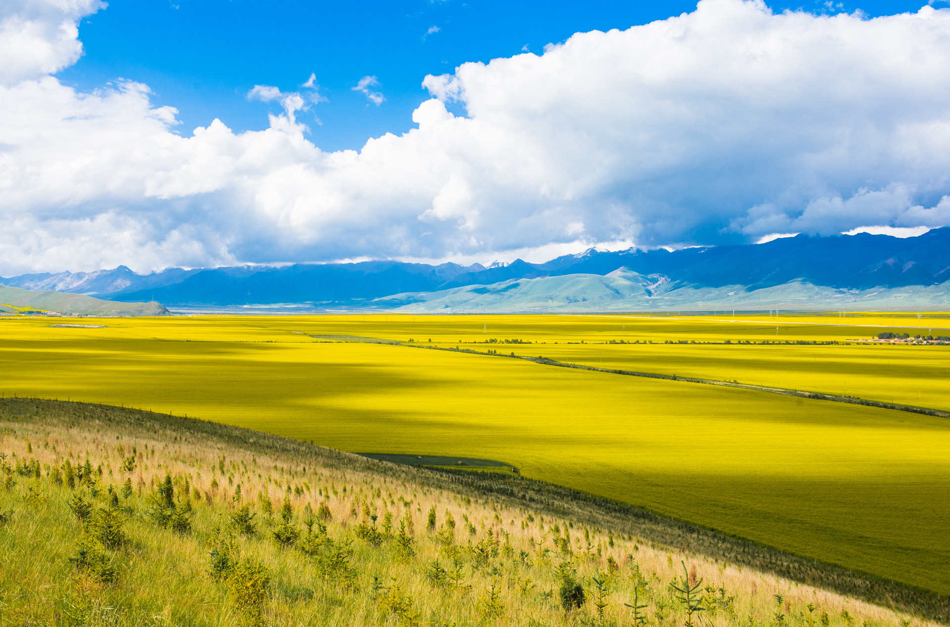 Menyuan Rapeseed Flower Field.jpg