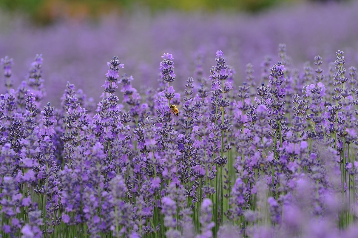 Huocheng Lavender.jpg