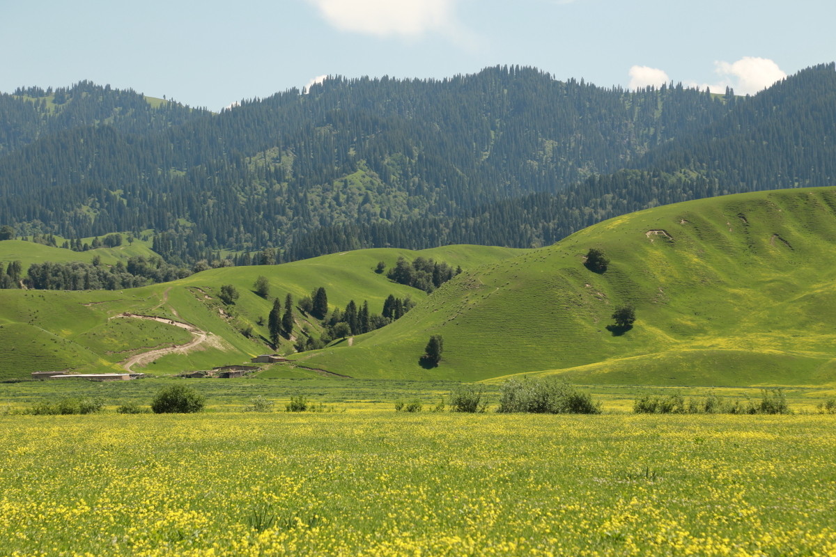 Nalati River Valley Grassland.jpg