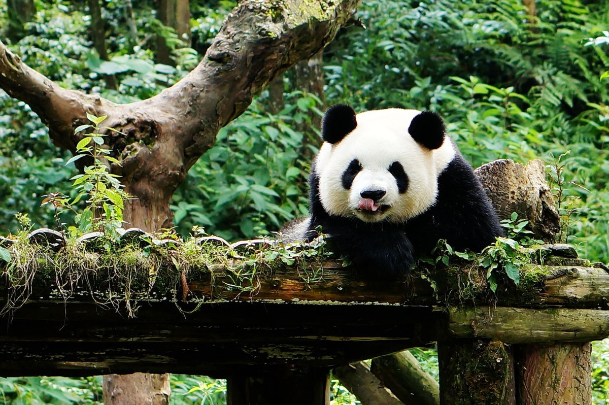 Great Places to see giant pandas in Sichuan