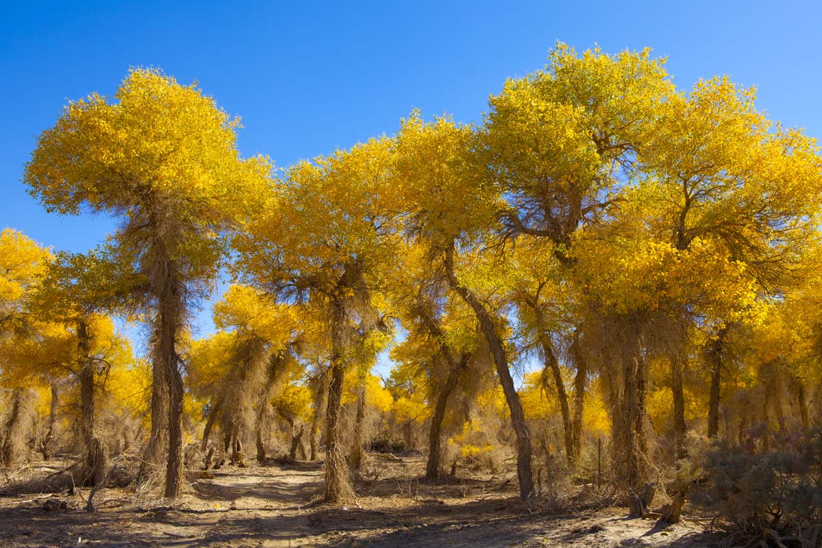 Tarim Huyang Poplar Forest Park.jpg
