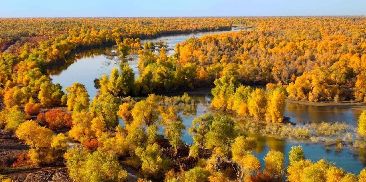 Tarim Huyang Poplar Forest Park1.jpg