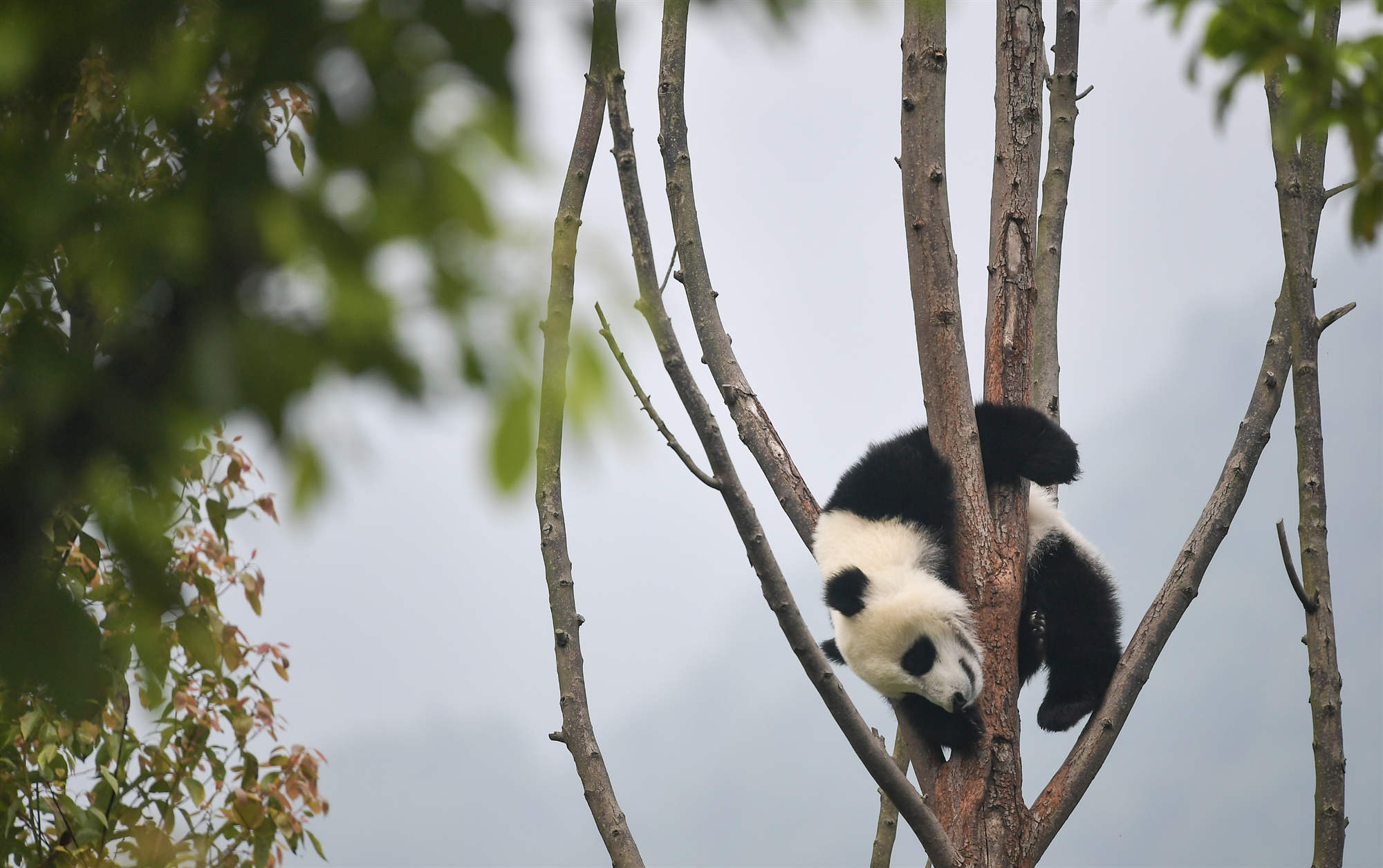 Wolong Panda Base.jpg