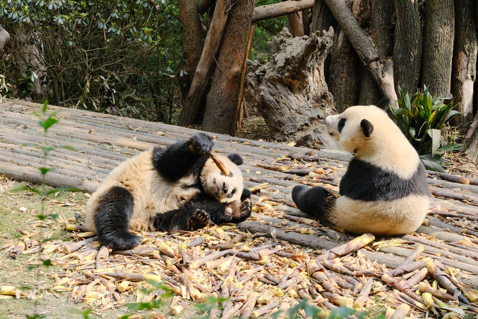 Panda.jpg