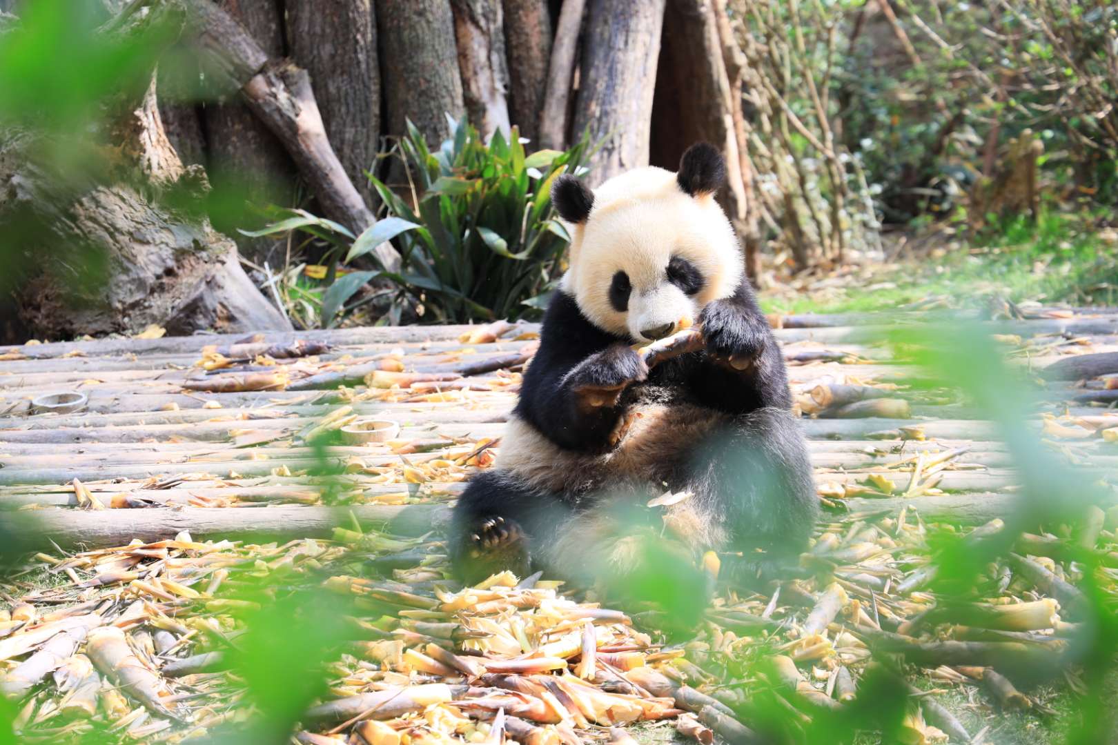 Giant Panda.jpg