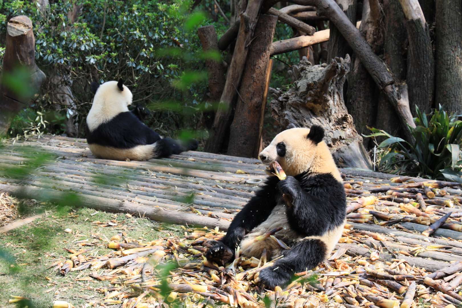 Chengdu Giant Panda.jpg