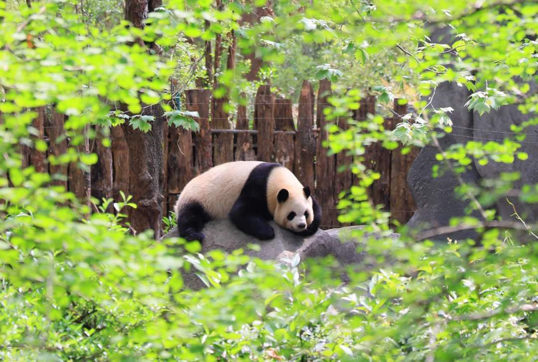Chengdu Giant Panda.jpg