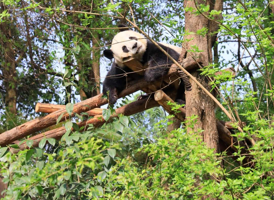 Chengdu Giant Panda.jpg