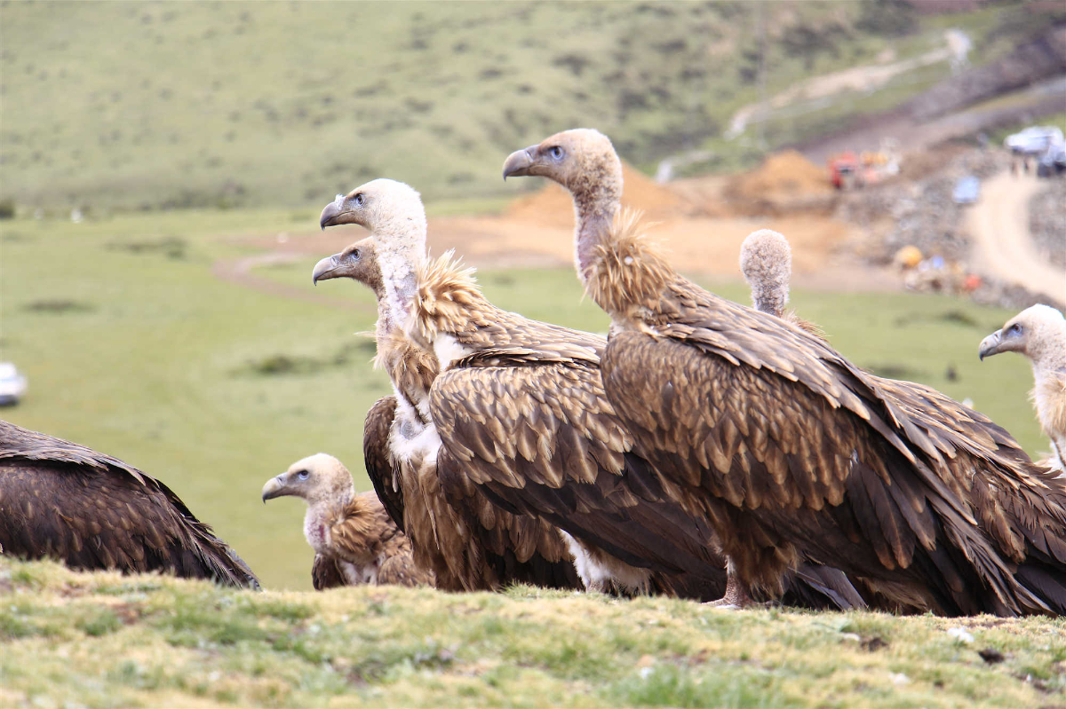 Ethnic Custom: the tradition of Sky burials in Tibetan Areas