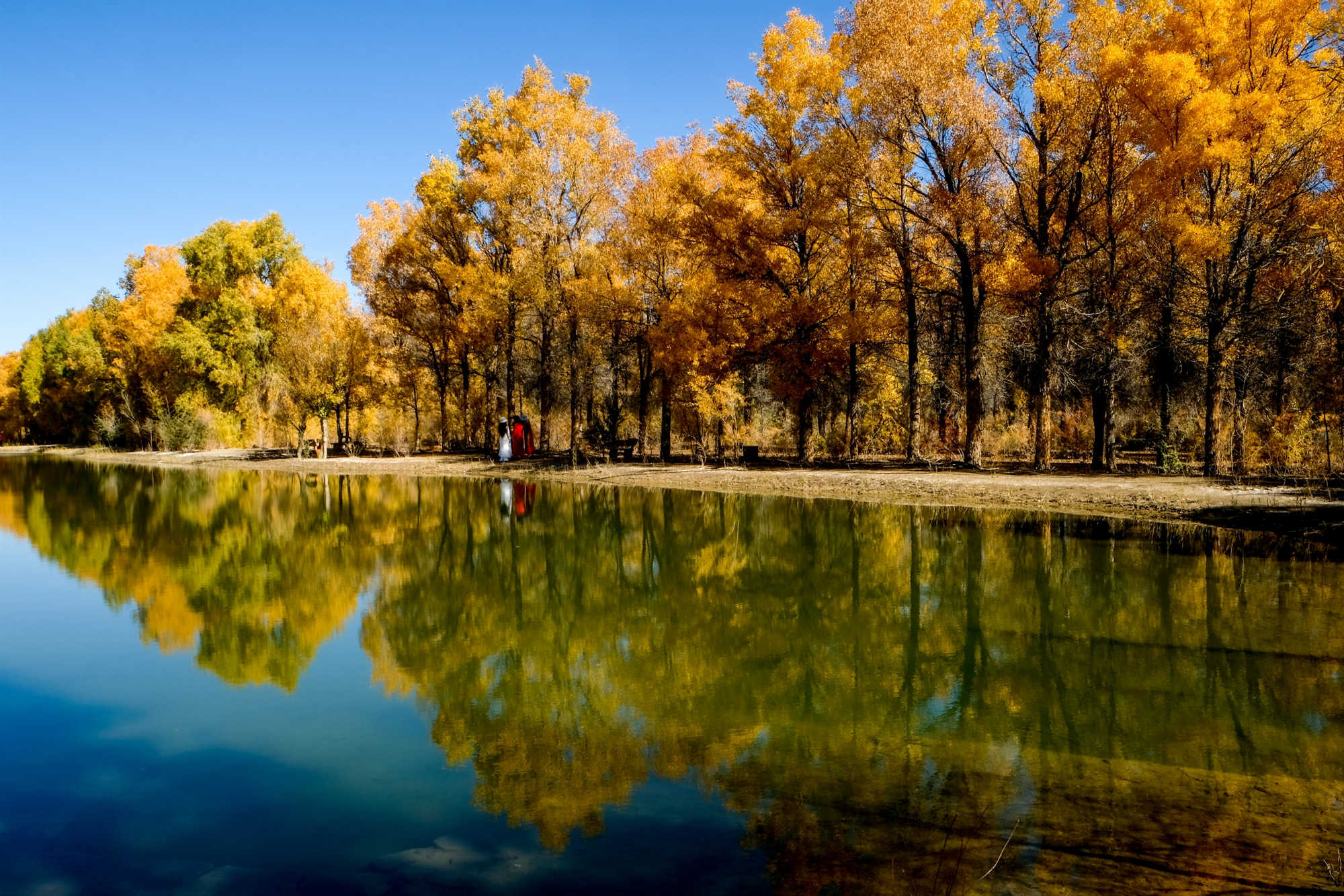 Jinta Desert Populus Euphratica Forest 3.jpg