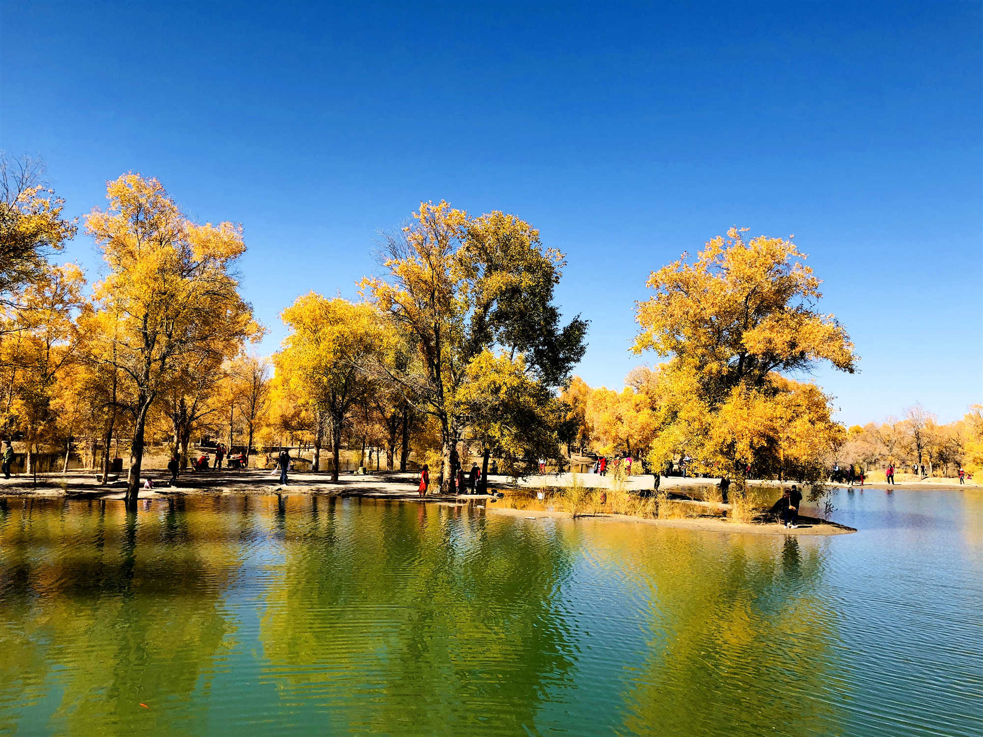 Jinta Desert Populus Euphratica Forest 2.jpg