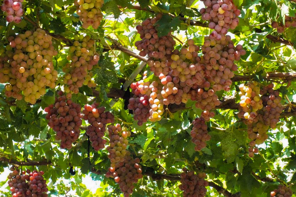 GRAPE VALLEY.jpg