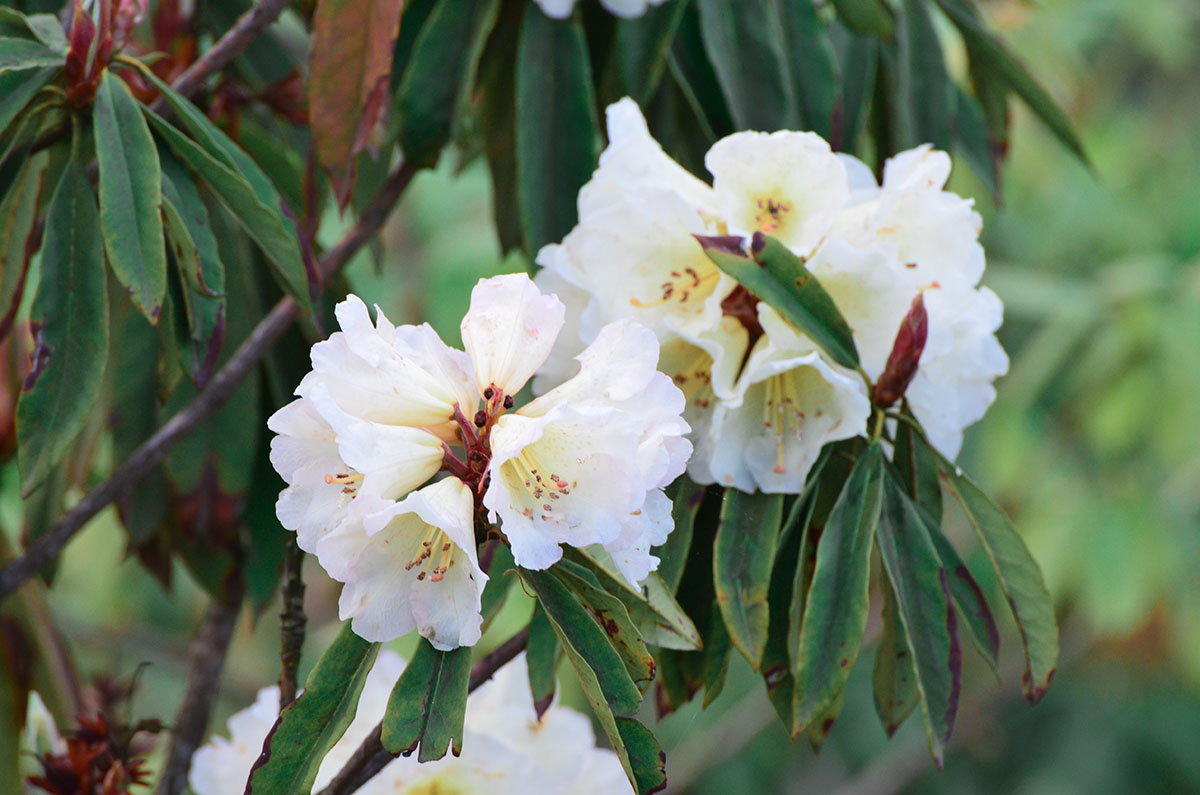 Baili Azalea Scenic Spot3.jpg
