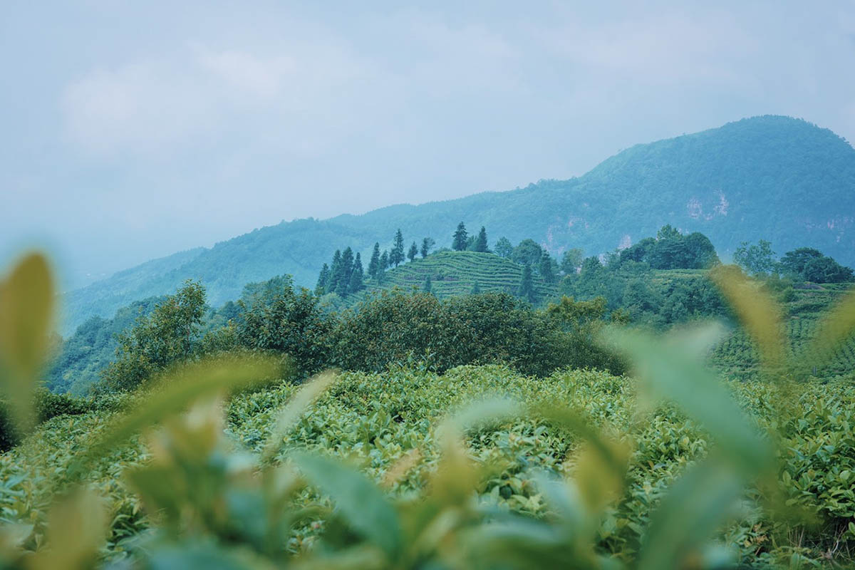 Mengding Mountain.jpg