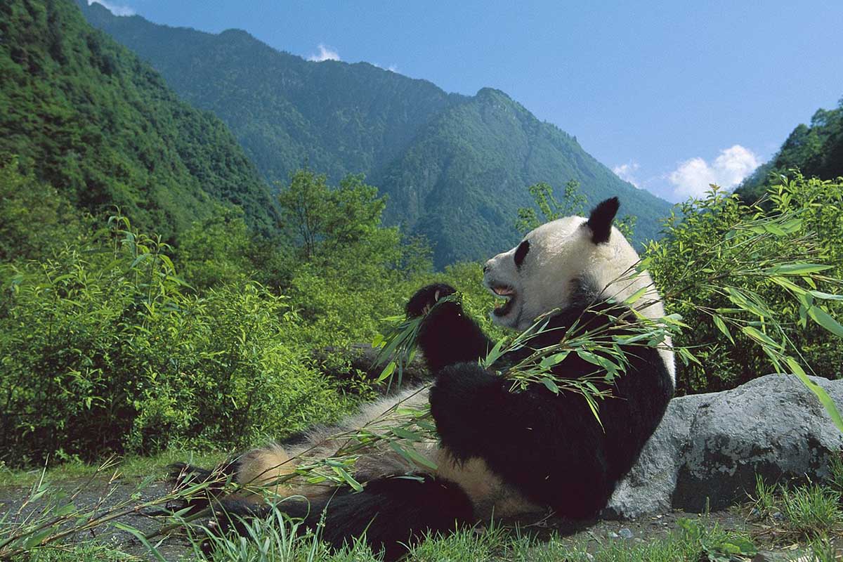 Panda..jpg