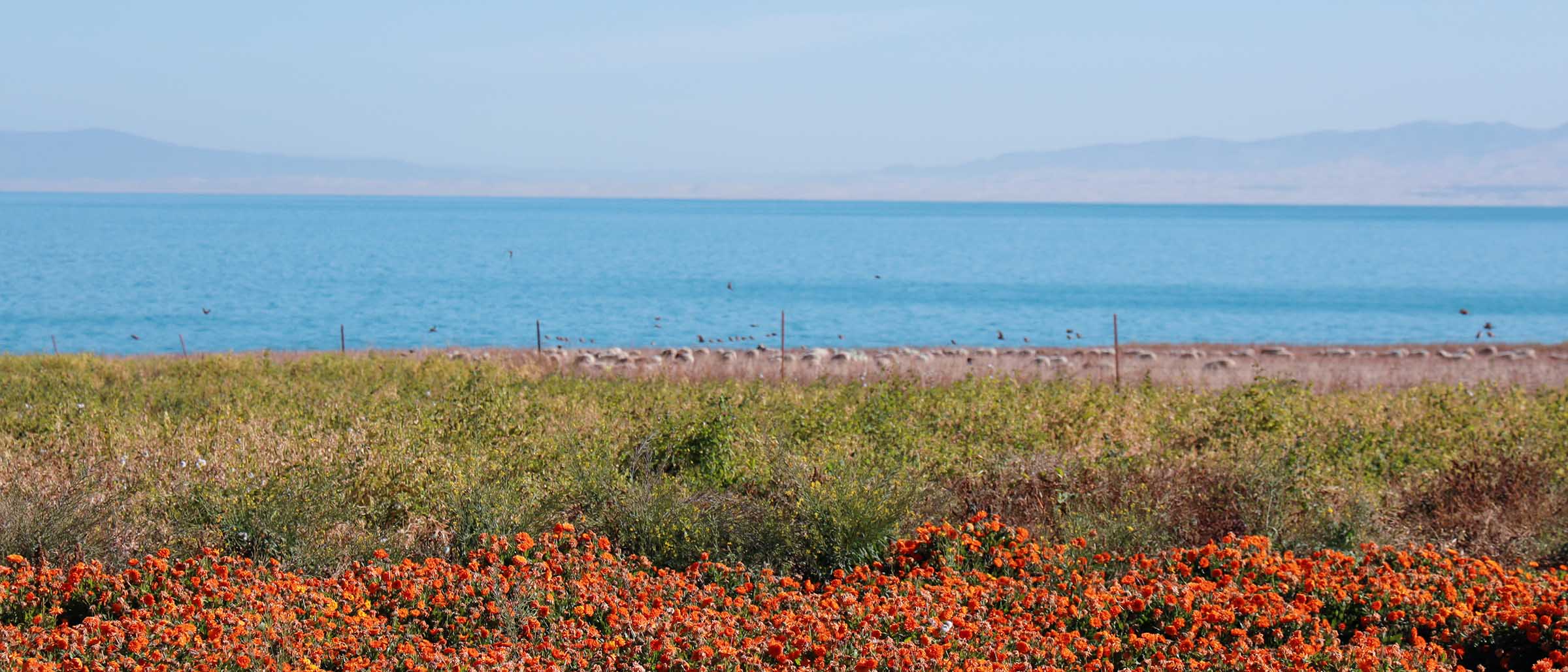 Qinghai Lake.jpg