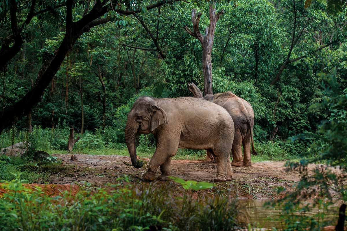 Wild Elephant Valley.jpg