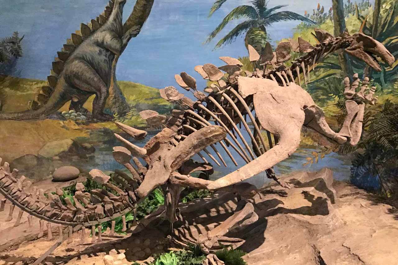 Dinosaur Museum.jpg