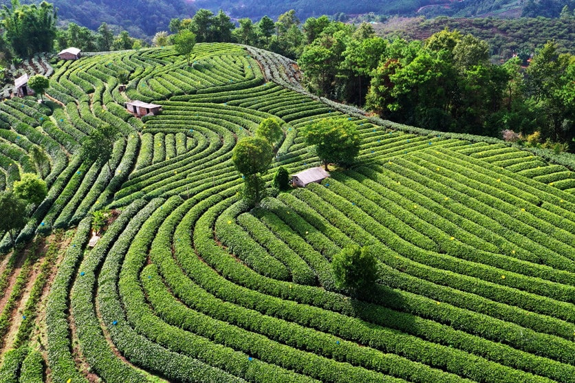 Pu'er City:The hometown of Chinese black tea and Pu-erh tea