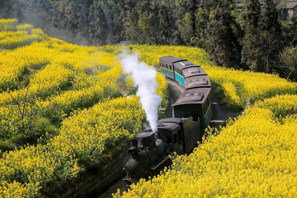 Passing through a sea of rapeseed flowers by steam train in Jiayang Leshan