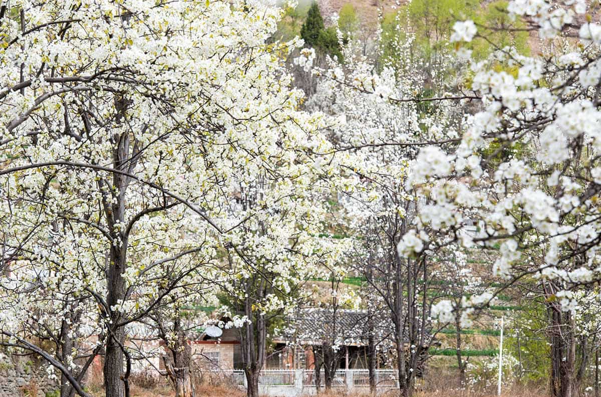 Enjoy the Pear Blossom in Jinchuan County in Spring