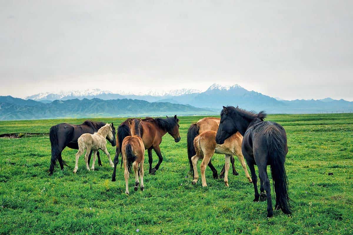 Shandan Military Horse-breeding Farm.jpg