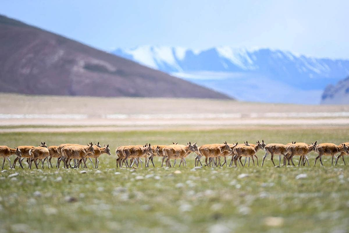 Mysterious Hoh Xil-An untouched natural paradise in Qinghai-Tibetan Plateau